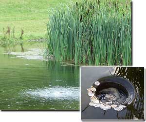 Aeration, Skimmers, and UVs